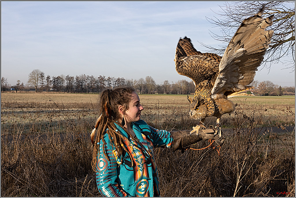 Cheyenne-Halbblut Hunting Wolf in der Falknerei Pierre Schmidt; Gymnich, 09.02.2023